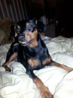 Анжелика, изображение к комментарию.