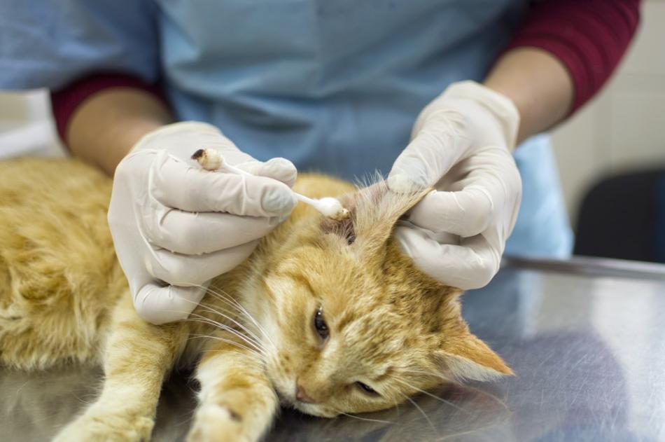 Ушной клещ у кошек: симптомы, лечение, профилактика