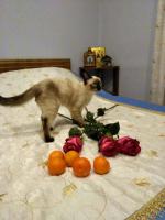 Татьяна Носкова, изображение к комментарию.