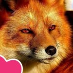 Оля К🦊🐾