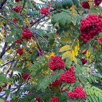 наталья баранова