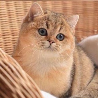 Юлия Oleynikova