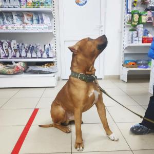 Фотография Ультравет 4