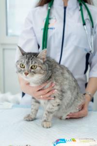 Фотография Ультравет 2