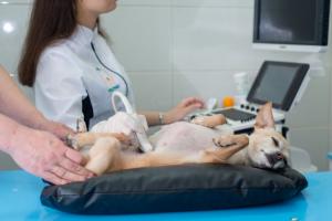 Фотография Ультравет 3