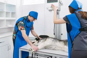 Фотография Евровет 5