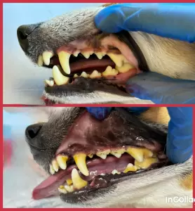 Фотография Снежный Барс 3