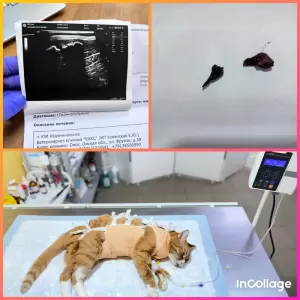 Фотография Снежный Барс 4