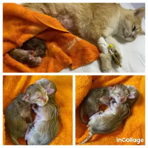 Фотография Снежный Барс 5