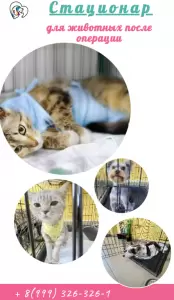 Фотография Снежный Барс 2