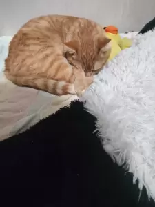 Фотография ВетЭндоЦентр 1